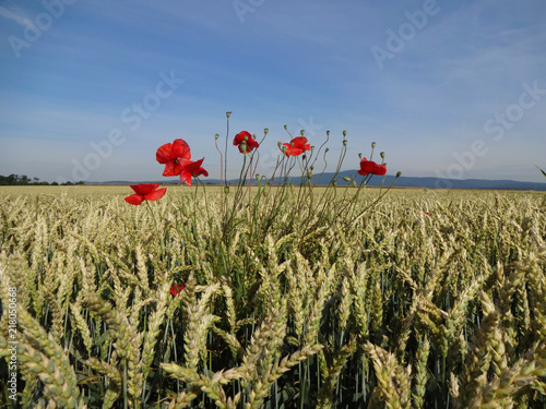 Mohn im Feld