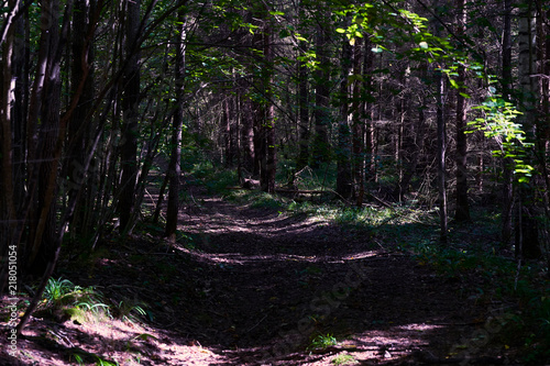 Old road in the middle of a forest in Sunny day