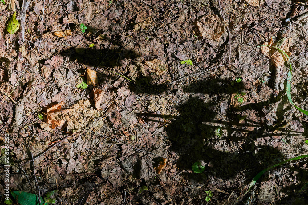 Forest background with dry leaves and shadows from plants. The view from the top Forest background with dry leaves and shadows from plants. The view from the top