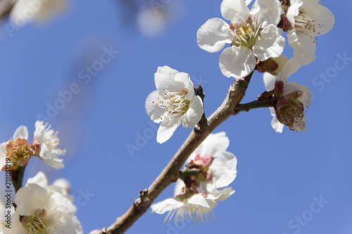 南部丘陵公園の梅／三重県四日市市