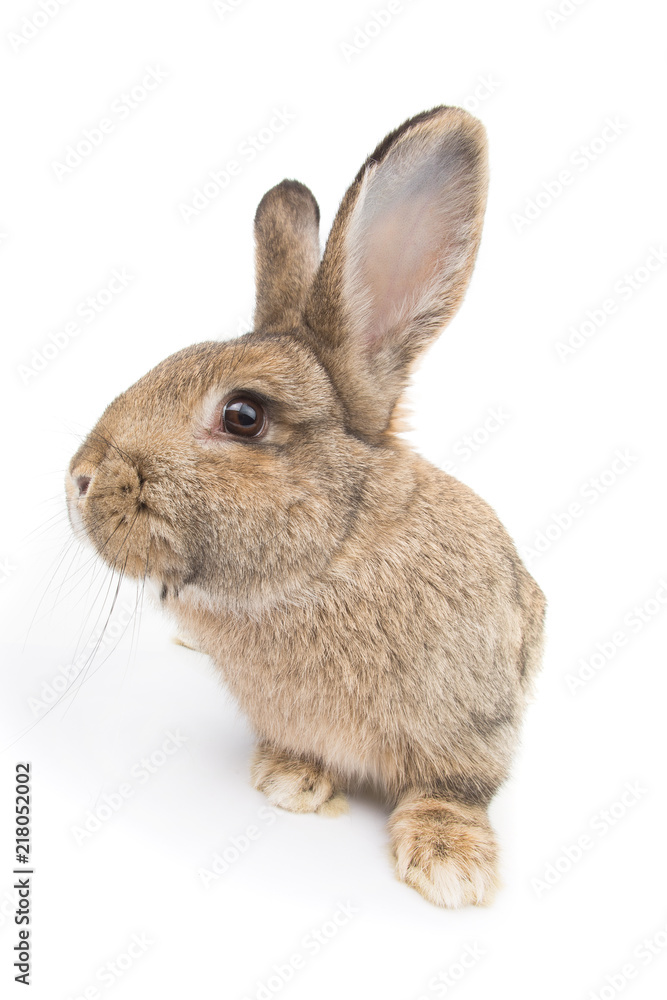 Obraz premium rabbit isolated on white