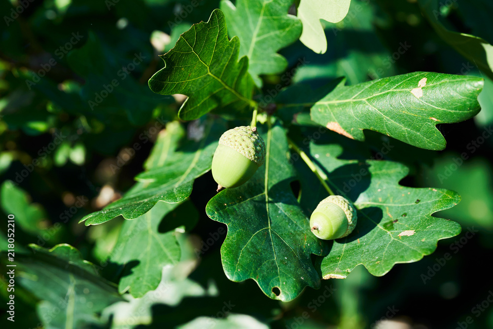 Fototapeta premium Oak branch with green acorns, closeup in Russia
