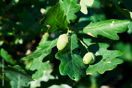 Oak branch with green acorns, closeup in Russia