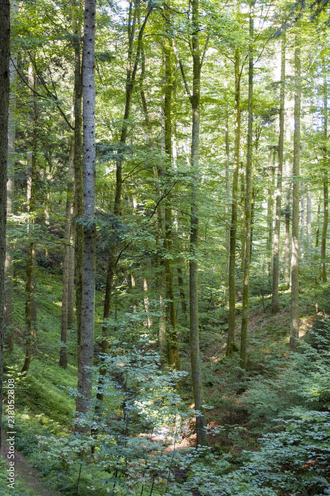 Fototapeta premium Forest near Nideck waterfall in Vosges France