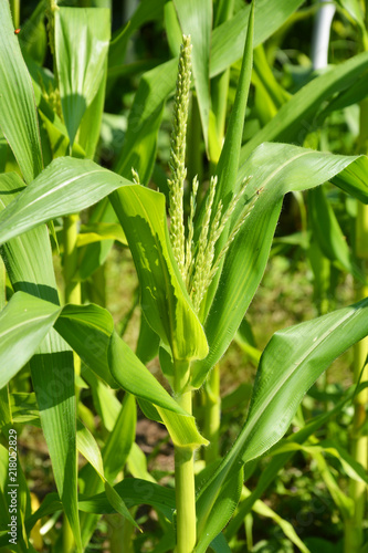 corn  maize  indian corn  green  plant  leaf  nature  grass  field  agriculture  spring  corn  leaves  summer  garden  growth  macro  fresh  flower  food  farm  tea  crop  closeup  natural  close-up