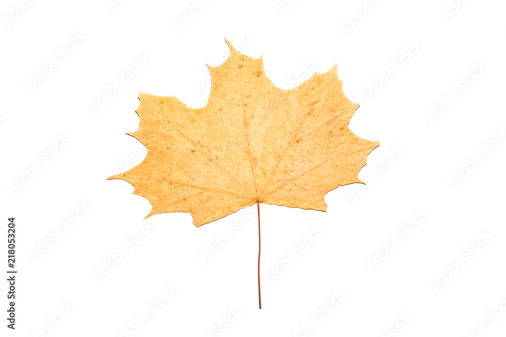Fototapeta premium dried maple leaf Isolated