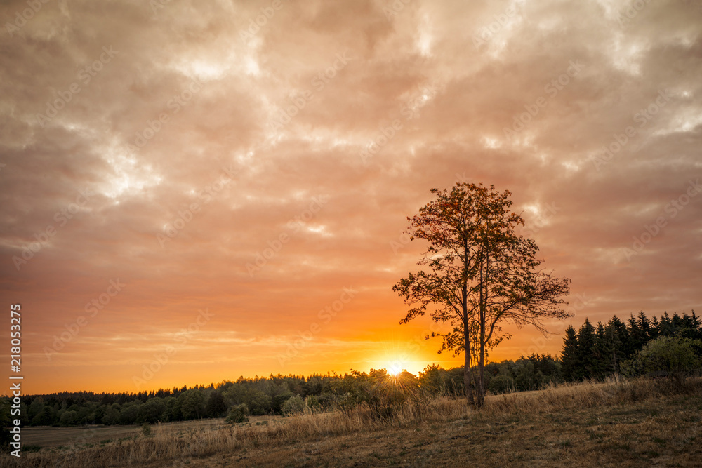 Fototapeta premium Tree silhouette in the sunrise on a golden sky