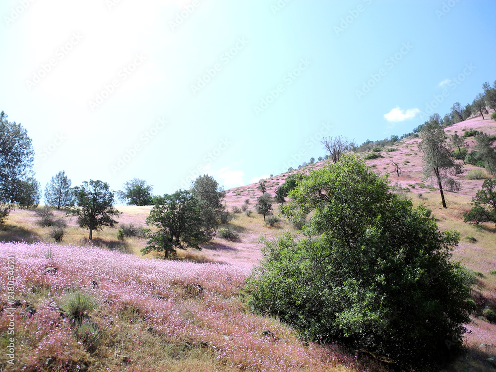 California countryside, blue sky and flowers California countryside, blue sky and flowers