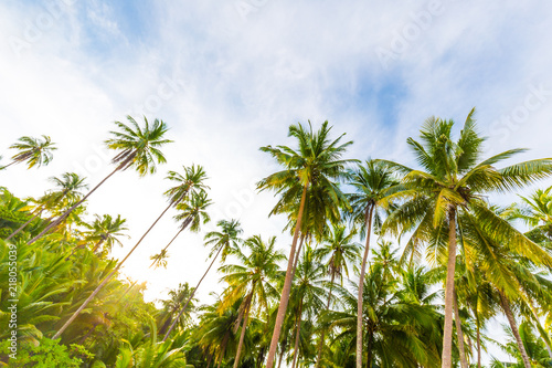 Paradise idyllic sea beach with coconut palm tree