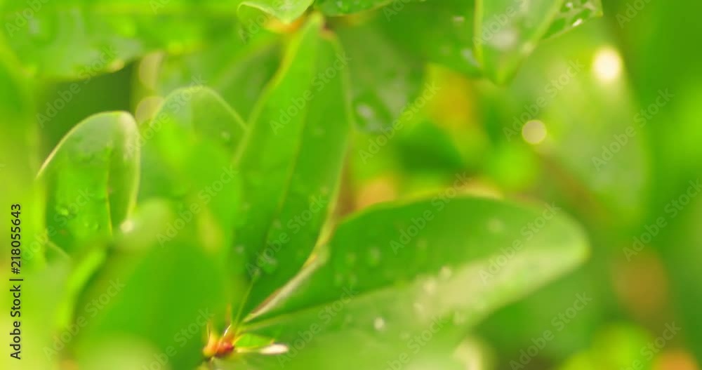 Beautiful nature background with morning leaves with waterdrops. Fresh green young branch with leaves in droplets of dew outdoors in summer or spring close-up macro. Selective focus shallow DOF Beautiful nature background with morning leaves with waterdrops. Fresh green young branch with leaves in droplets of dew outdoors in summer or spring close-up macro. Selective focus shallow DOF