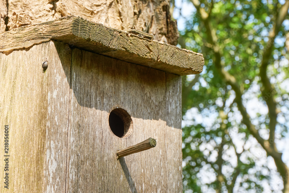 Close-up of wooden birdhouse on a tree with hole and landing peg against a blurred green background with branches 