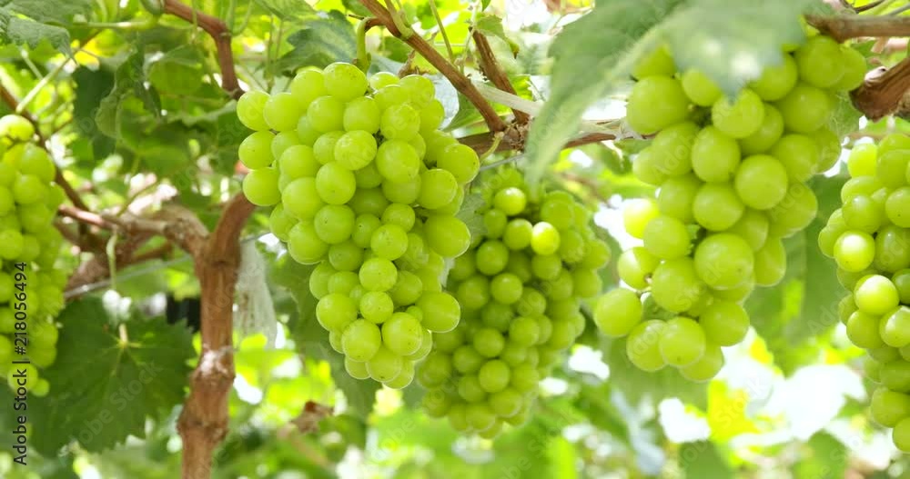 Fresh green grape garden Fresh green grape garden