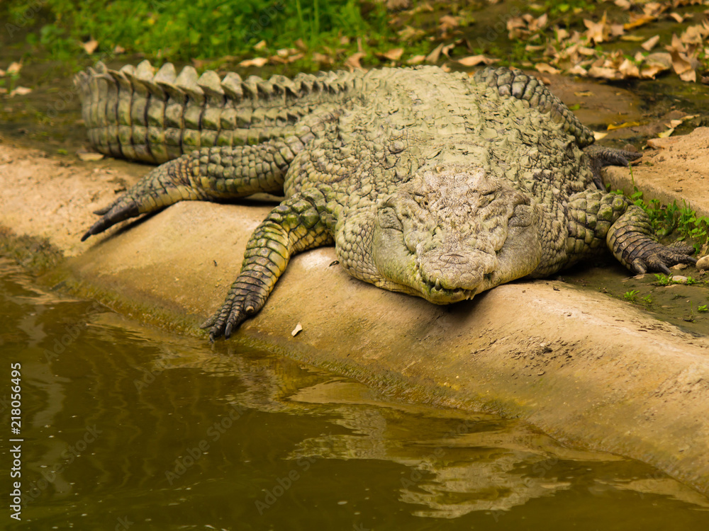 Obraz premium crocodile