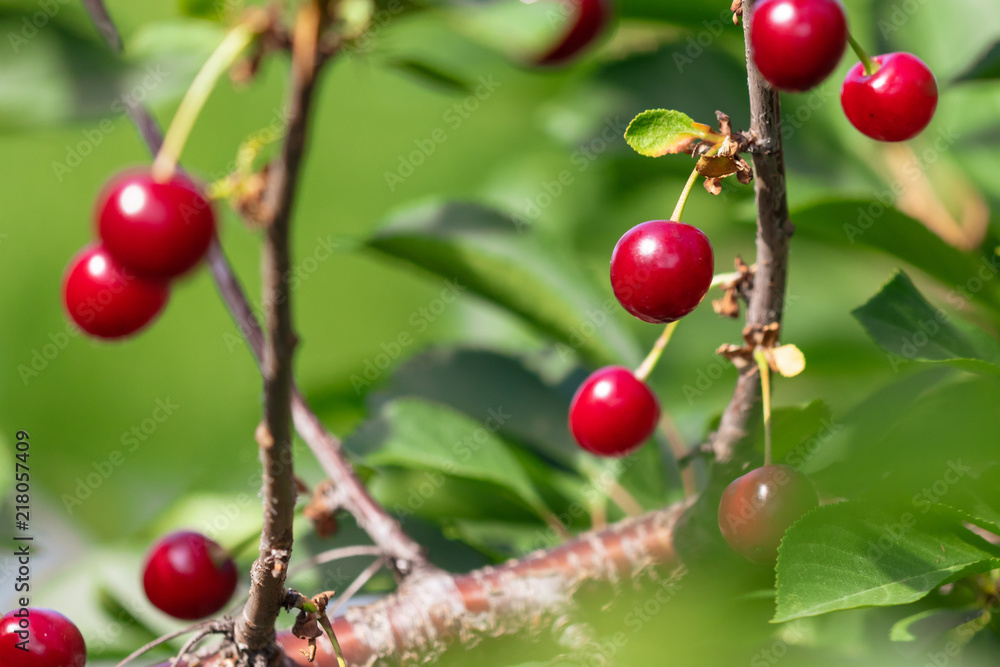 Red ripe cherry on a tree in summer Red ripe cherry on a tree in summer