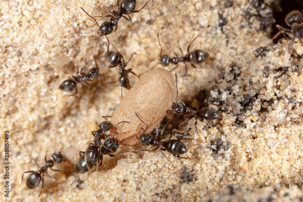 Ants and formic eggs in nature Ants and formic eggs in nature