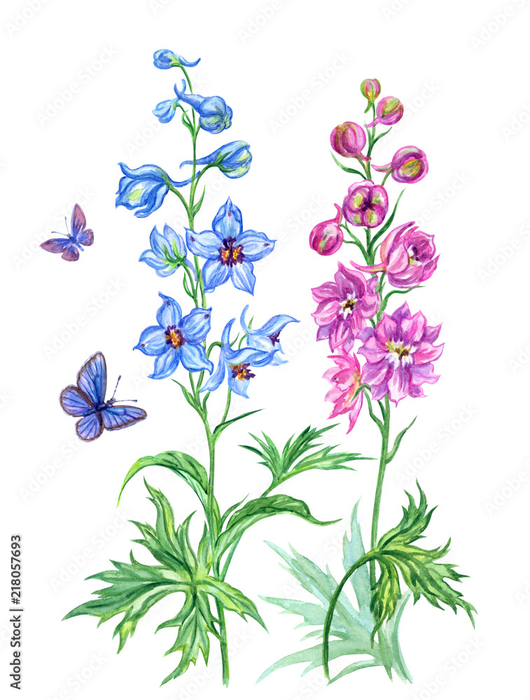 Delphinium blue and pink, watercolor painting on white background ...