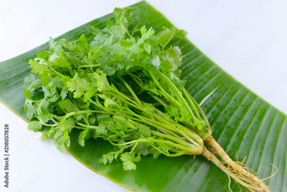Fresh coriander leaves on white background
Fresh coriander leaves on white background