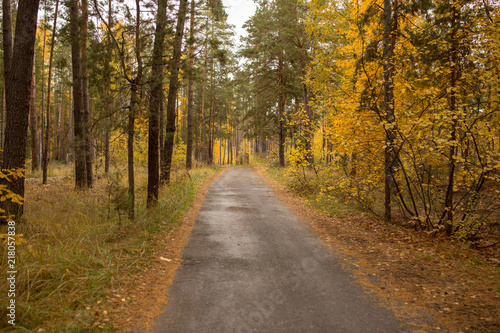Fototapeta Naklejka Na Ścianę i Meble -  Road in the forest in autumn as a background
