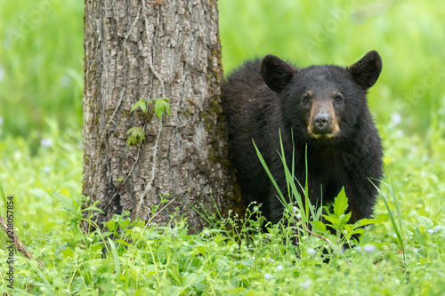 cades cove bear