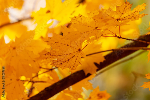 Leaves on a tree in autumn as a background