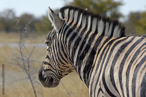 Steppenzebra  Equus quagga  im Etosha Nationalpark  Namibia 