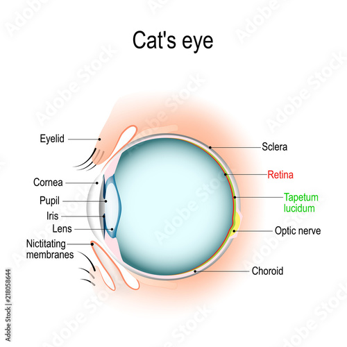 Anatomy of the cat's or dog's eye.