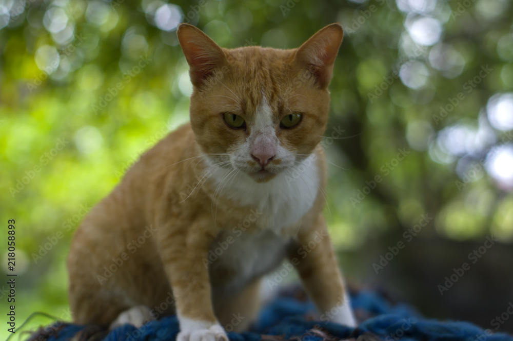 Cute cat relaxes lying in garden