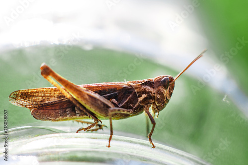 a grasshopper on a green grass background close. a grasshopper sits on a glass jar . © stopabox