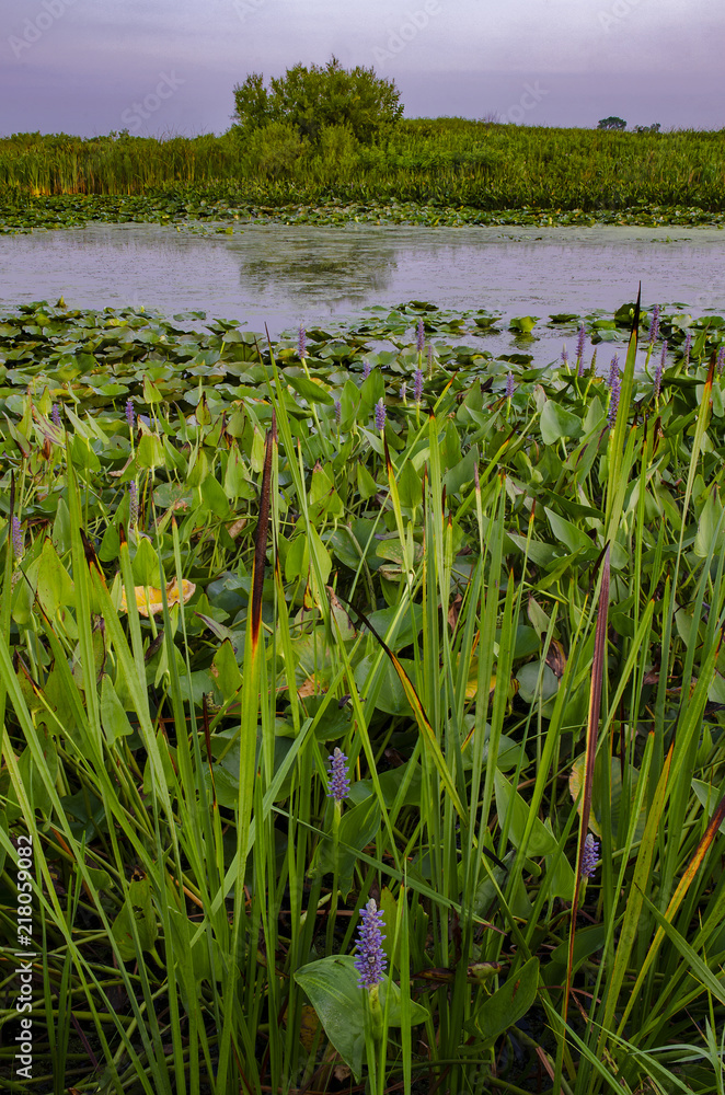 Obraz premium 636-94 Pickerelweed at Crooked Slough