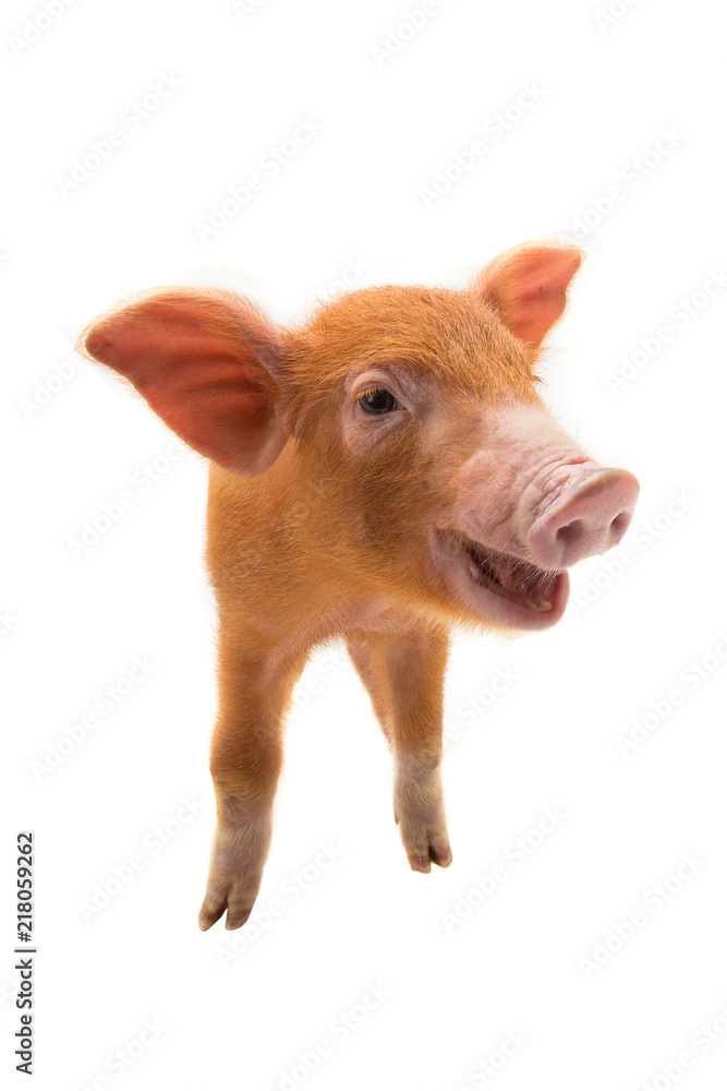Yellow pig Yellow pig
