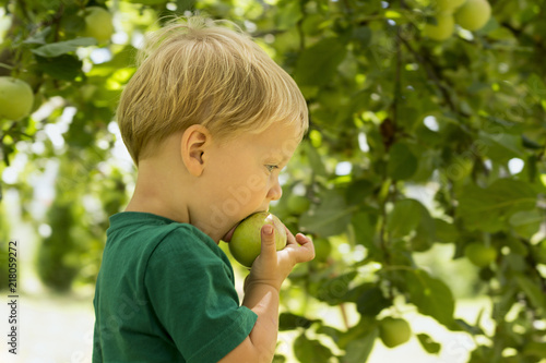 Adorable little preschool kid boy eating green apple on organic farm. Healthy food. Harvest. Copy cpace