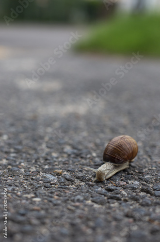 Snail crawling on the asphalt road. Burgundy snail, Helix, Roman snail, edible snail or escargot crawling close-up shot