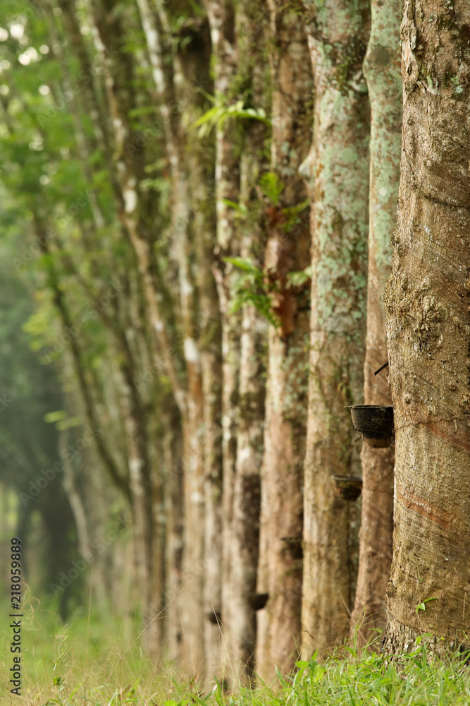Row of para rubber tree in plantation Rubber tapping Row of para rubber tree in plantation Rubber tapping