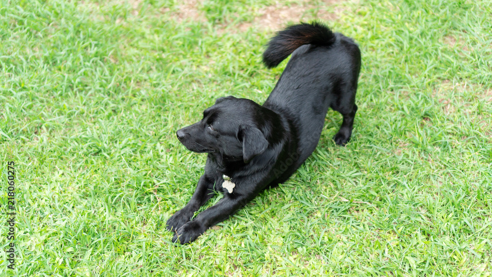 Cute black dog on a green grass.