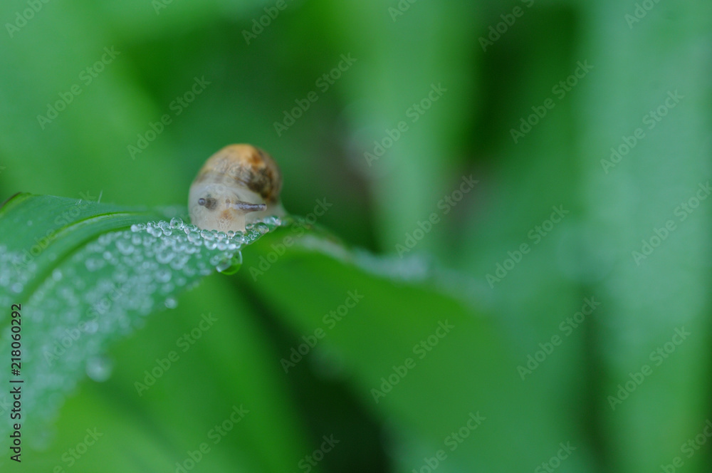 Snail after rain Snail after rain