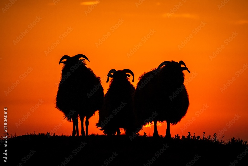 Fototapeta premium Three sheep in meadow during sunset, Helgoland, Germany, animal silhouette, beautiful scene from nature
