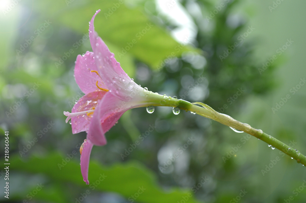 Pink rain lily, Zephyranthes sp., Central of Thailand Pink rain lily, Zephyranthes sp., Central of Thailand