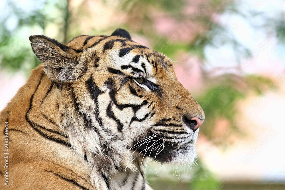 Fototapeta premium tiger side view