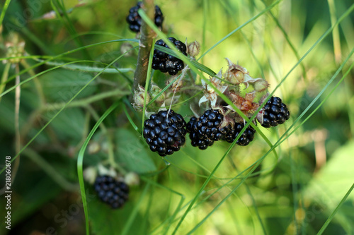 Blackberries in the forest grass.