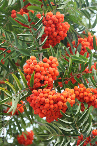 Branches with rowan berries.