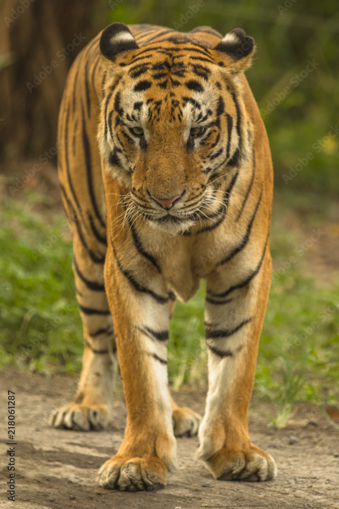 tiger full body tiger full body