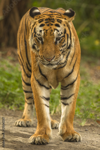 tiger full body