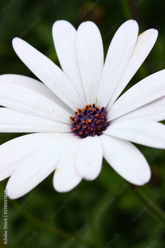 Fototapeta premium flower with white petals