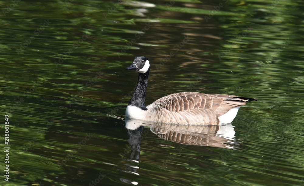 Fototapeta premium Single Canada Goose 