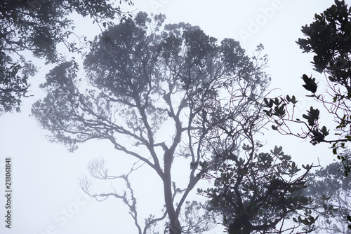 Wallpaper Mural Foggy treetops in deep forest. Magnificent heavy mist in landscape. Tree, branch, leaf, foggy and misty view with blur background. Bottom view of tall old trees. Mysterious silhouette branch trees. Torontodigital.ca