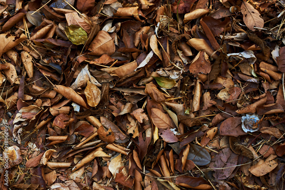 Autumnal texture - fallen leaves. Autumnal texture - fallen leaves.