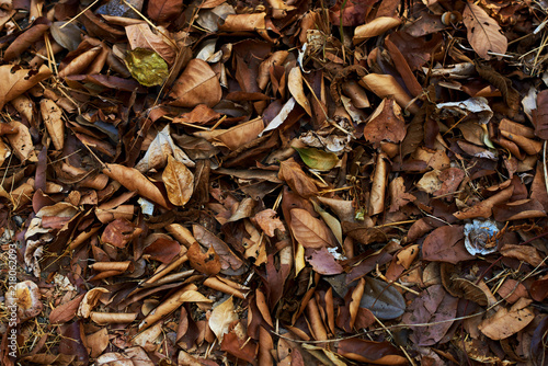 Autumnal texture - fallen leaves.