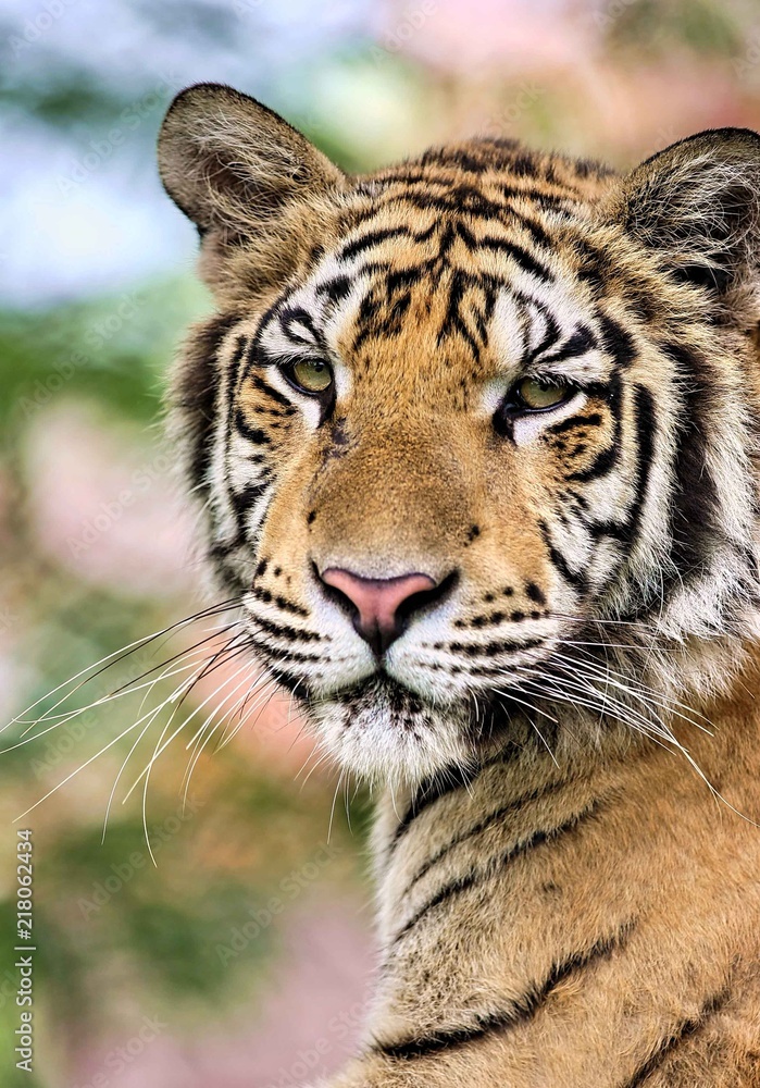 Obraz premium Tiger face on front