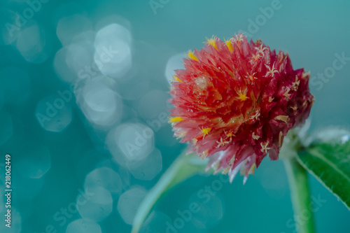 pompom bouquet