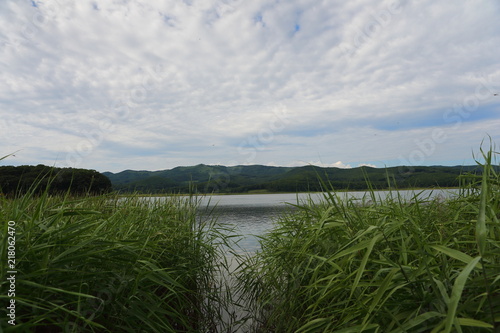 shore of a lake overgrown with grass  blue sky. Spindrift clouds